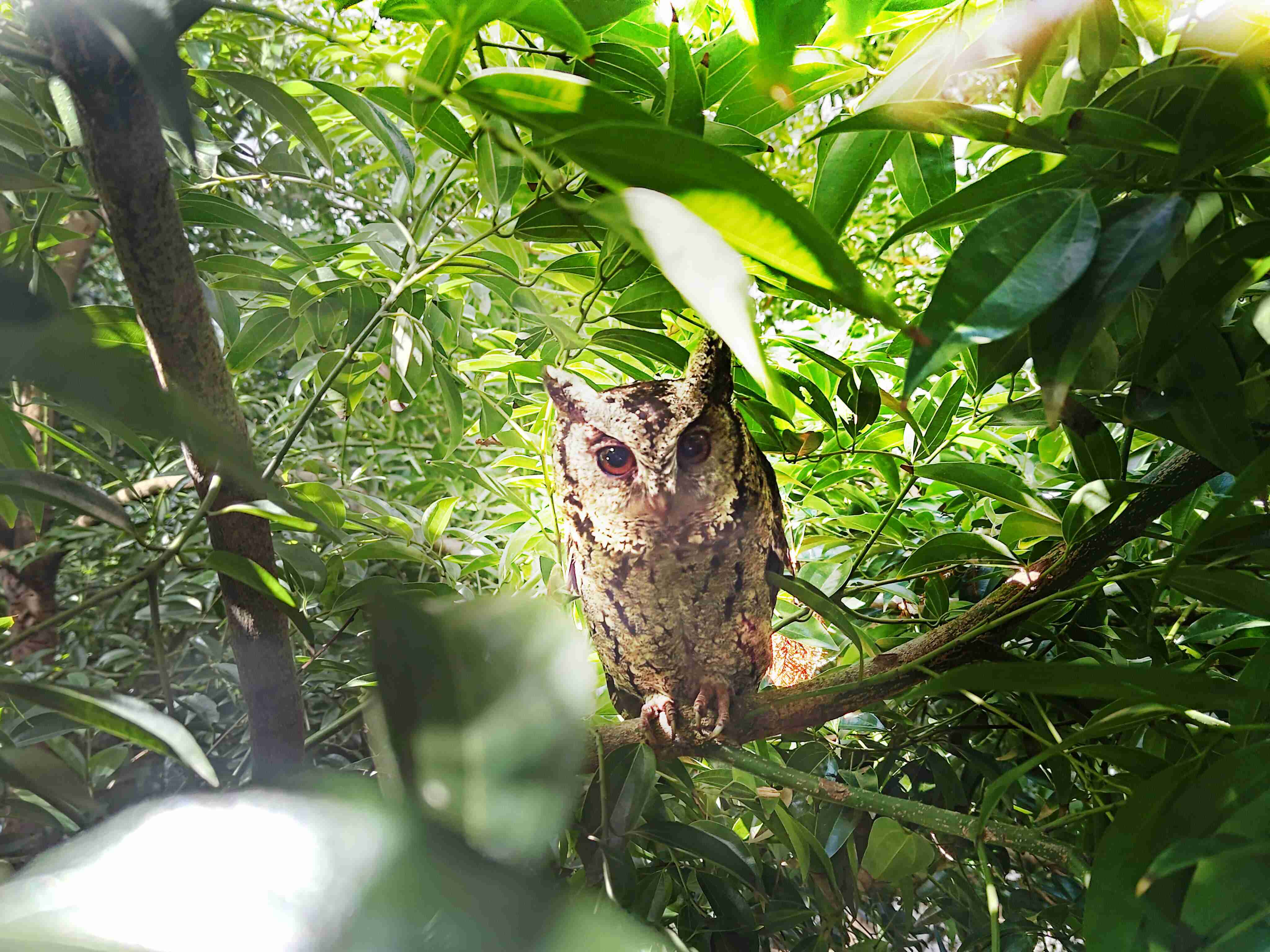 尊龙集团致力提倡净零绿生活，，，，16年以来在全球各厂区植树逾百万棵，，，造就各厂区树木蔚然成林，，犹如森林工厂，，，，成为许多生物的栖息地